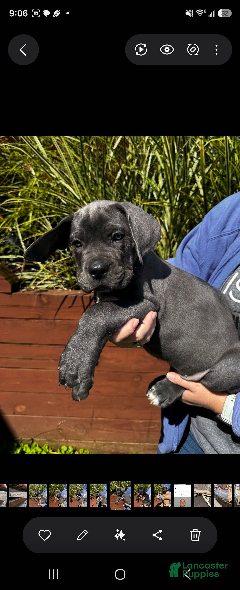 Cane Corso dogs Cane Corso Dark Pink Collar - Ad 23