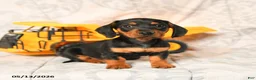 Miniature Dachshund dogs for sale: Lewis - Ad 2
