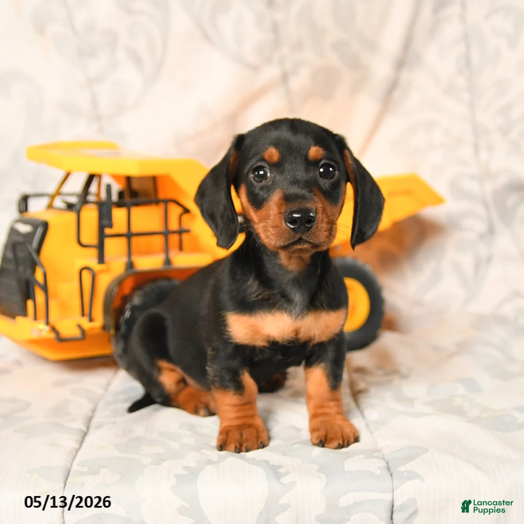 Miniature Dachshund dogs for sale: Lewis - Ad 2