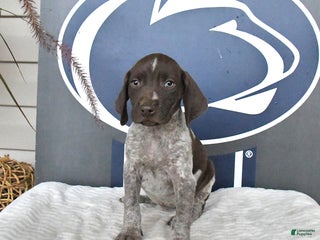 German Shorthaired Pointer dogs - Ad 17