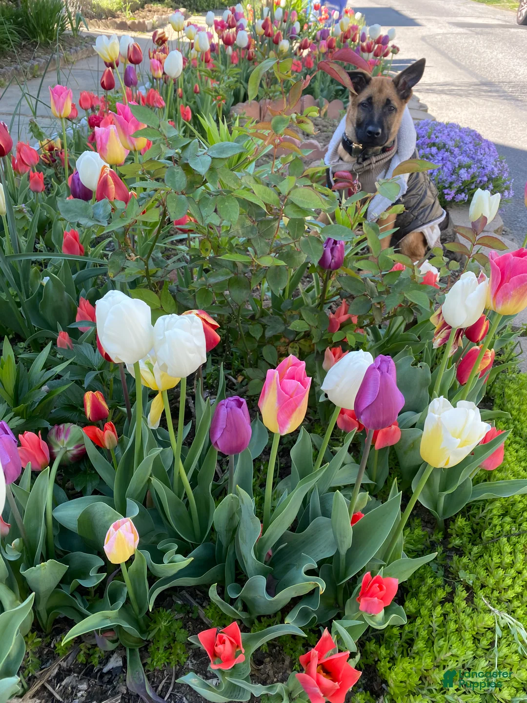 Gallery Image {{count}}