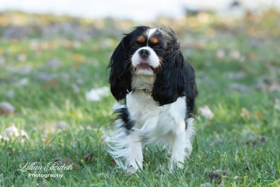 Cavalier King Charles Spaniel dogs for sale: Cavalier King Charles Spaniel Puppy 1 - Ad 4