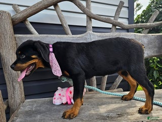 Rottweiler dogs - Ad 8