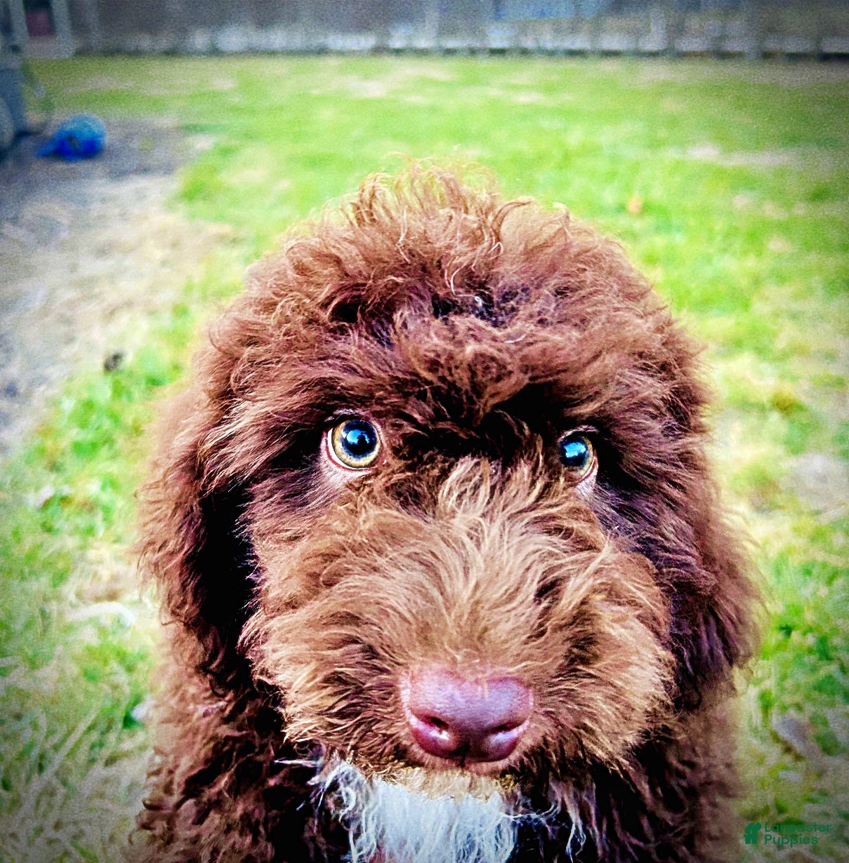 Havapoo dogs Oscar - Ad 10