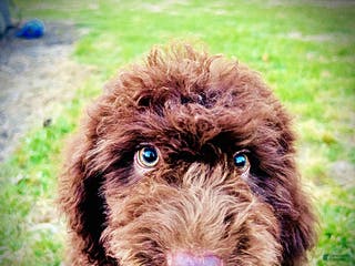 Havapoo dogs Oscar - Ad 20