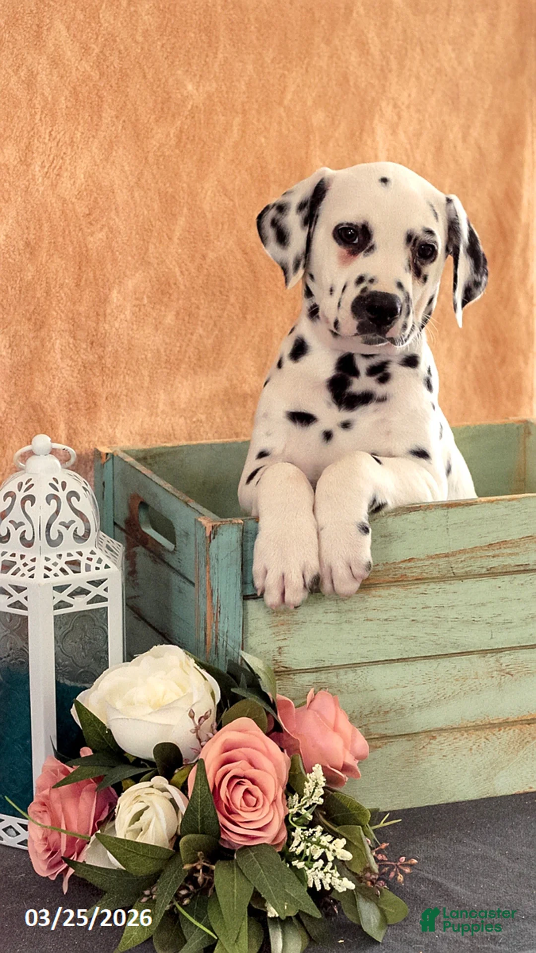Dalmatian dogs for sale: August - Ad 2