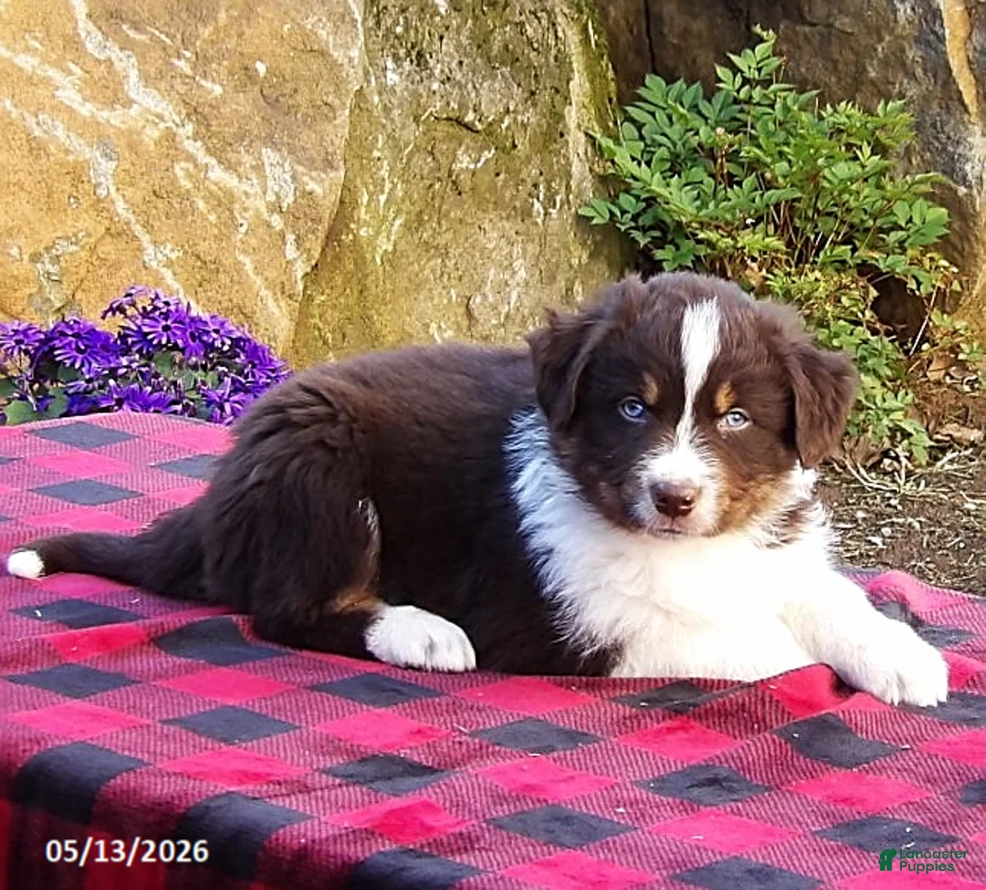 Australian Shepherd dogs for sale: Blaze - Ad 2