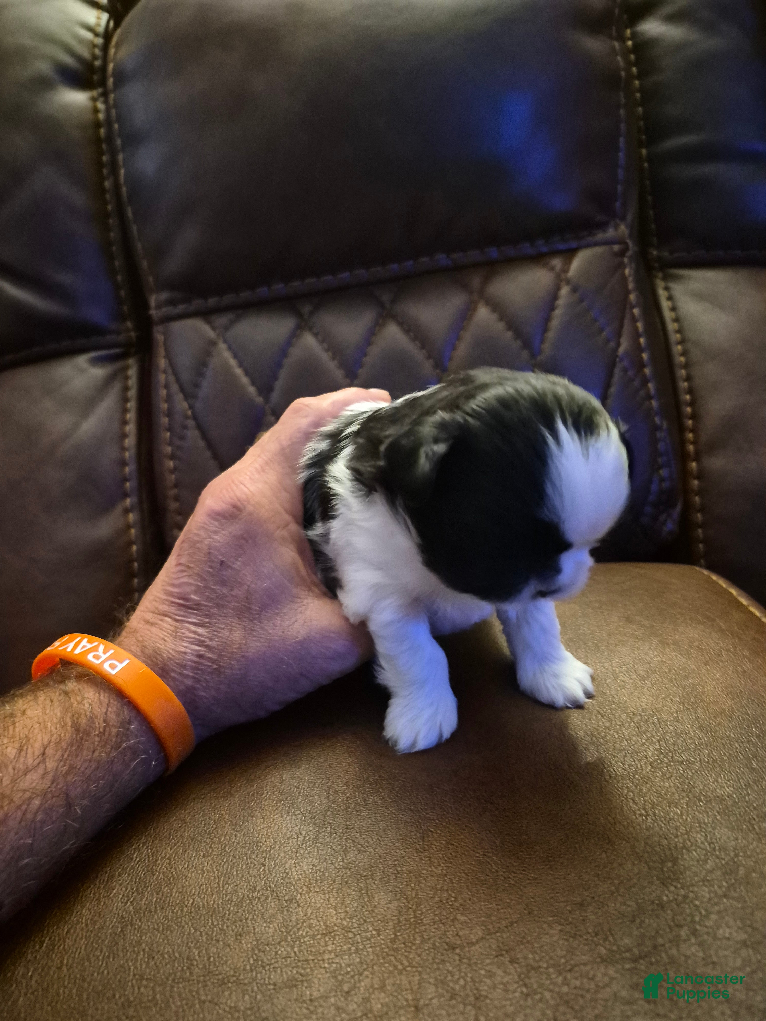 Shih Tzu dogs  1 - Ad 35