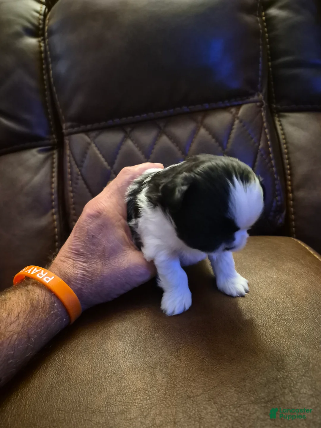 Shih Tzu dogs for sale:  1 - Ad 1