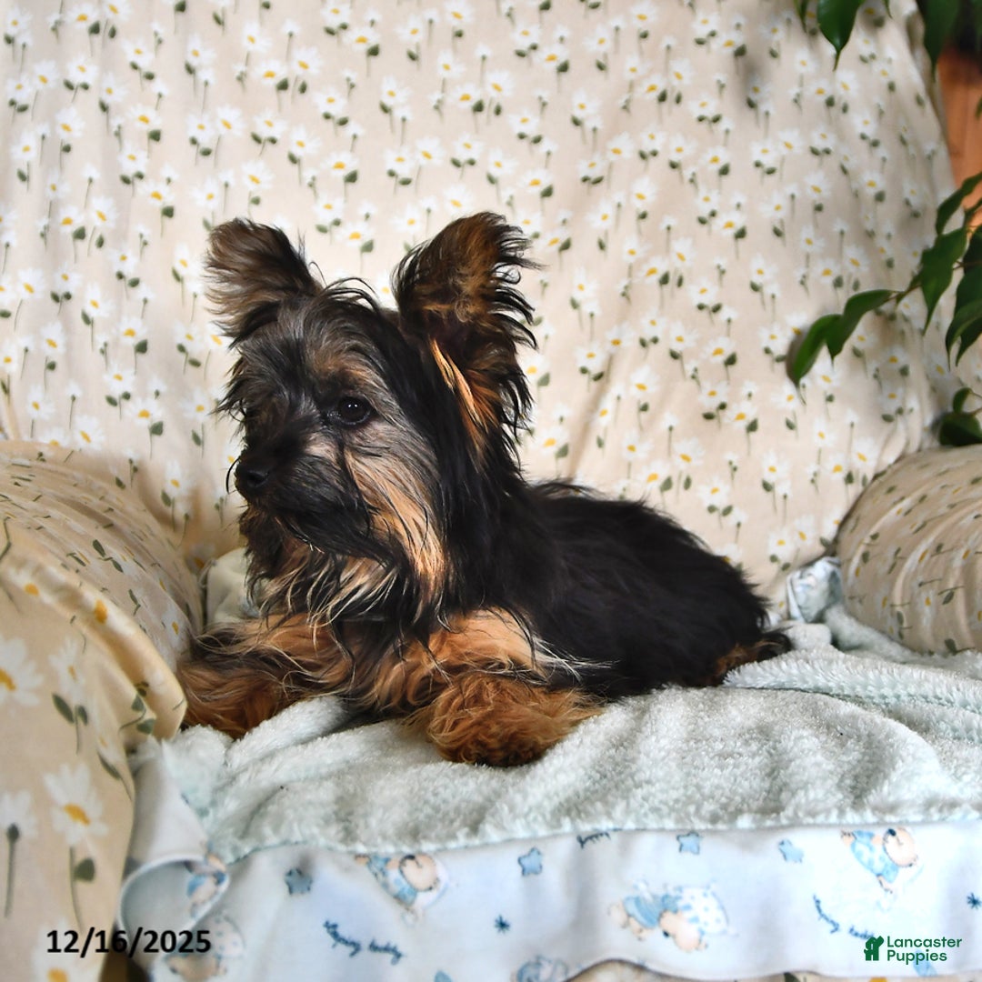 Yorkshire Terrier dogs for sale: Anthony - Ad 2