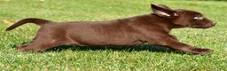 Labrador Retriever dogs for sale: Shawn - Ad 11