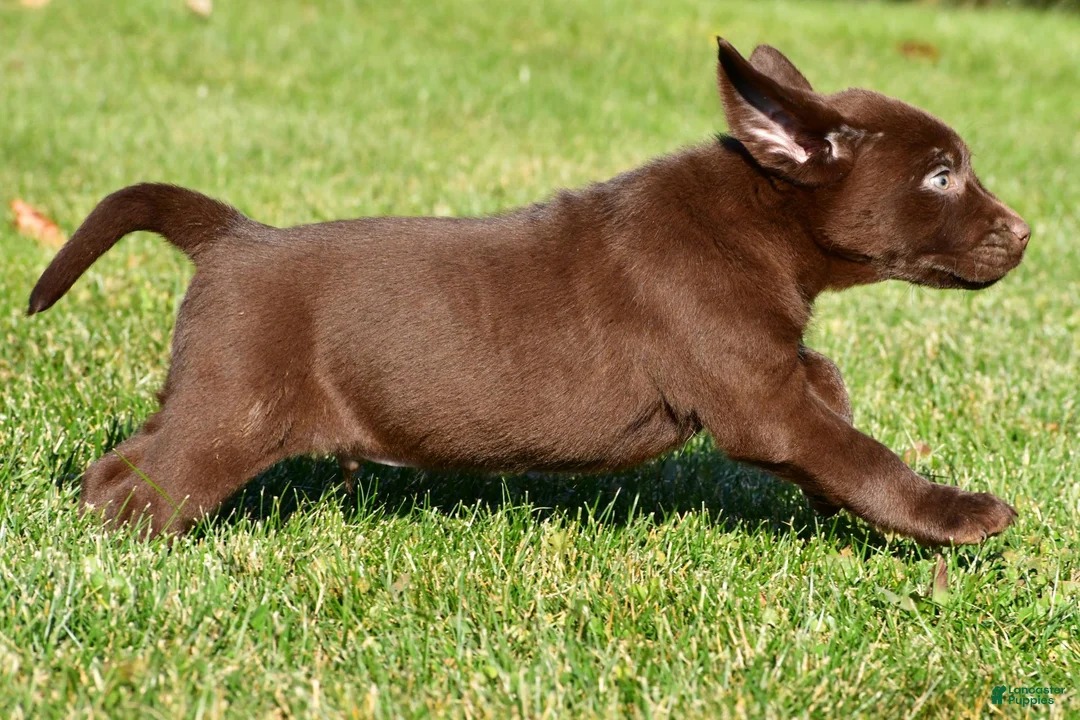 Labrador Retriever dogs for sale: Shawn - Ad 11
