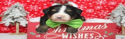 Bernese Mountain Dog dogs for sale: Pumbaa  - Ad 6
