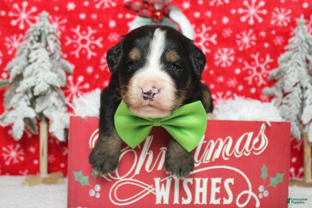 Bernese Mountain Dog dogs for sale: Pumbaa  - Ad 6