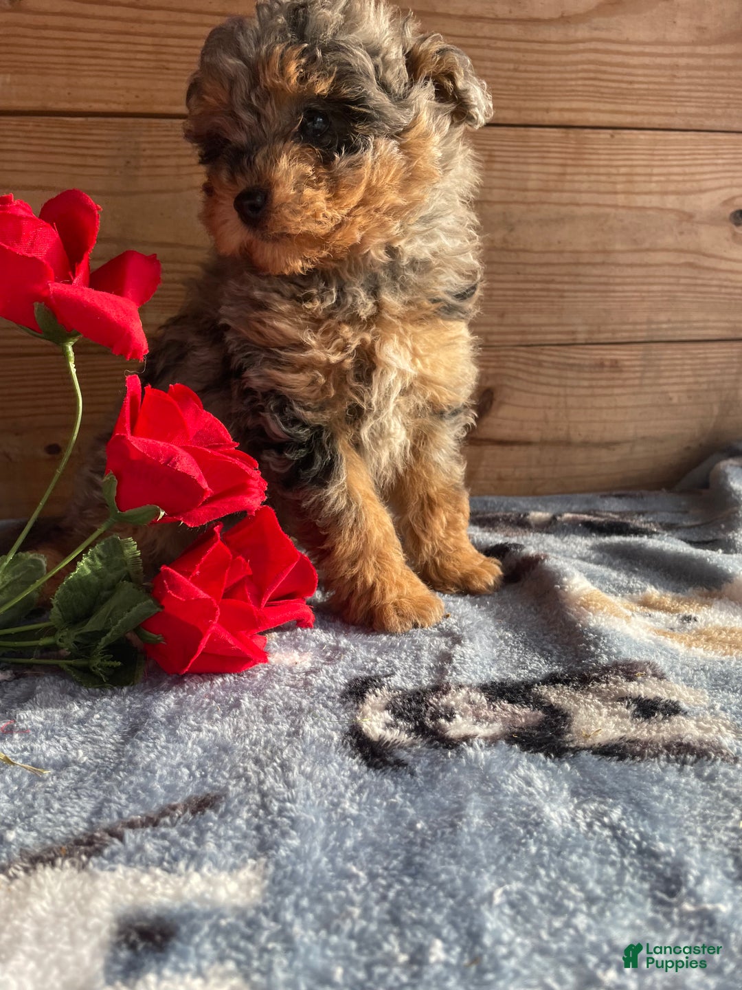 Pomapoo dogs for sale: Biff - Ad 2