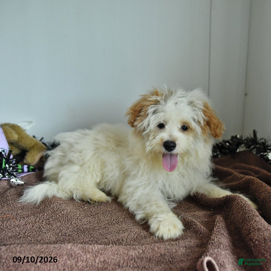 Pomapoo dogs Freddy - Ad 2