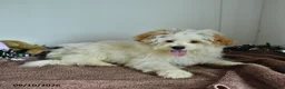 Pomapoo dogs for sale: Freddy - Ad 2