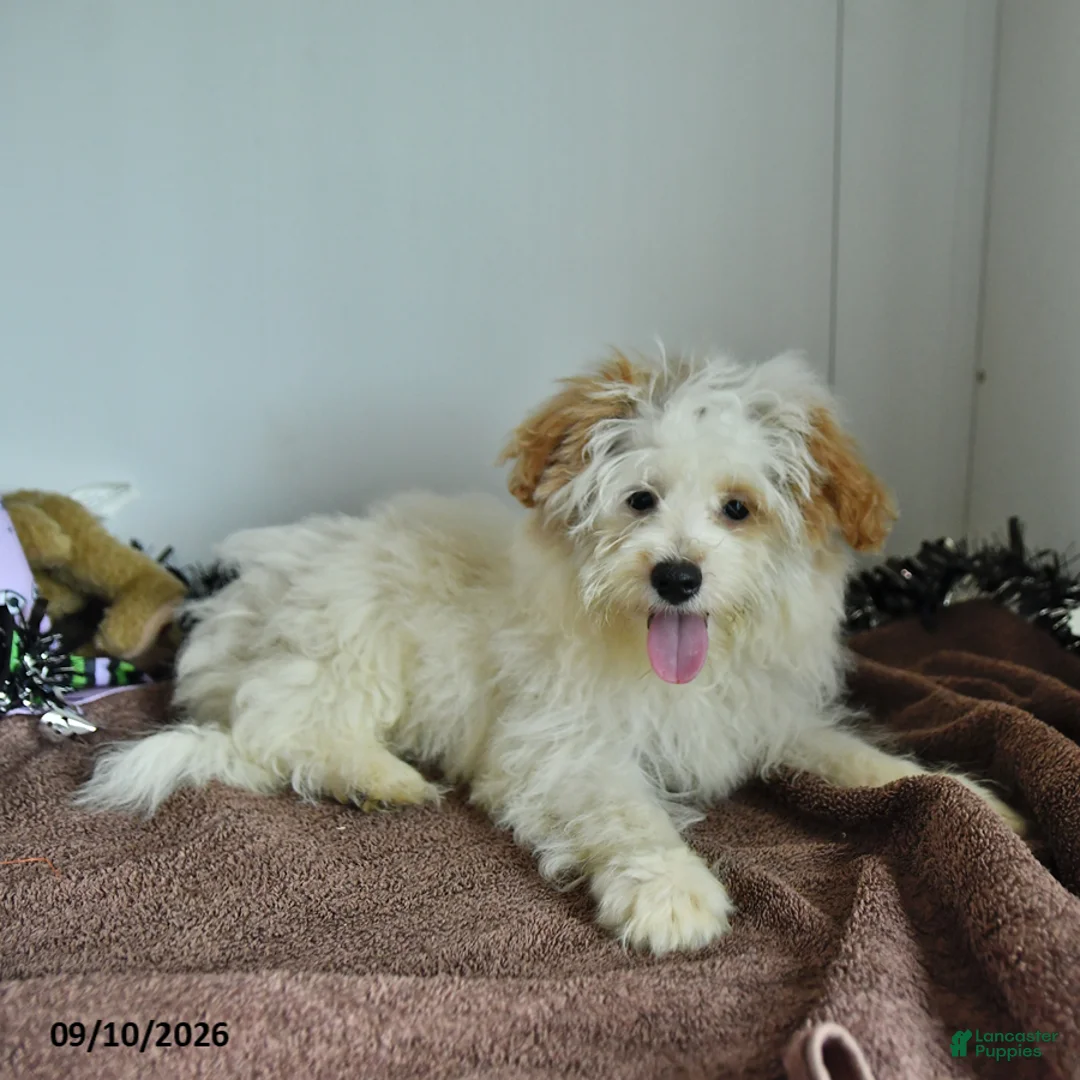 Pomapoo dogs for sale: Freddy - Ad 2