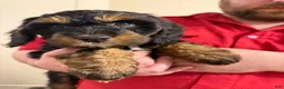 Mixed Breed dogs for sale: Rascal - Ad 8