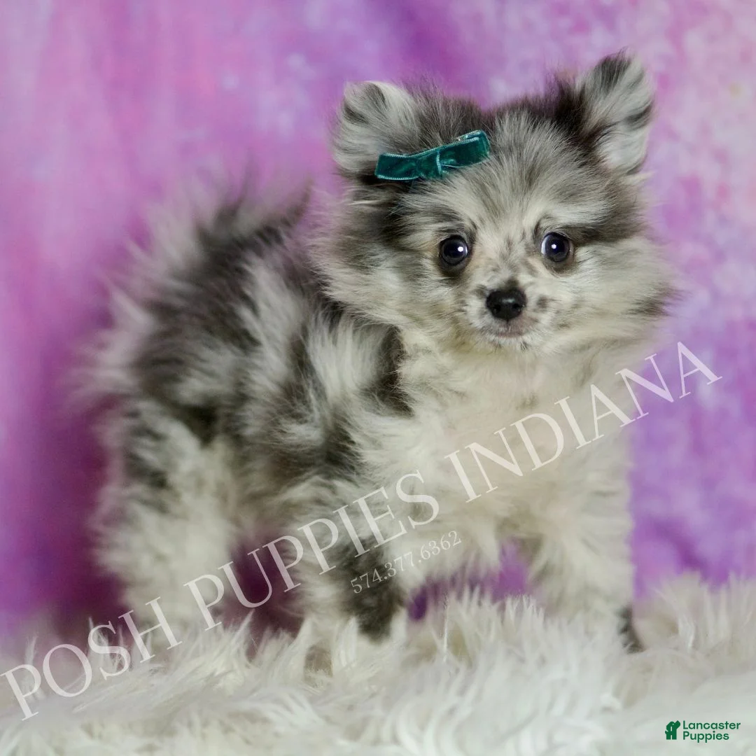 Pomeranian dogs for sale: Skyler  - Ad 6