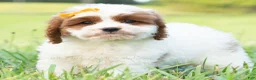 Cavapoo dogs for sale: Toby - Ad 6