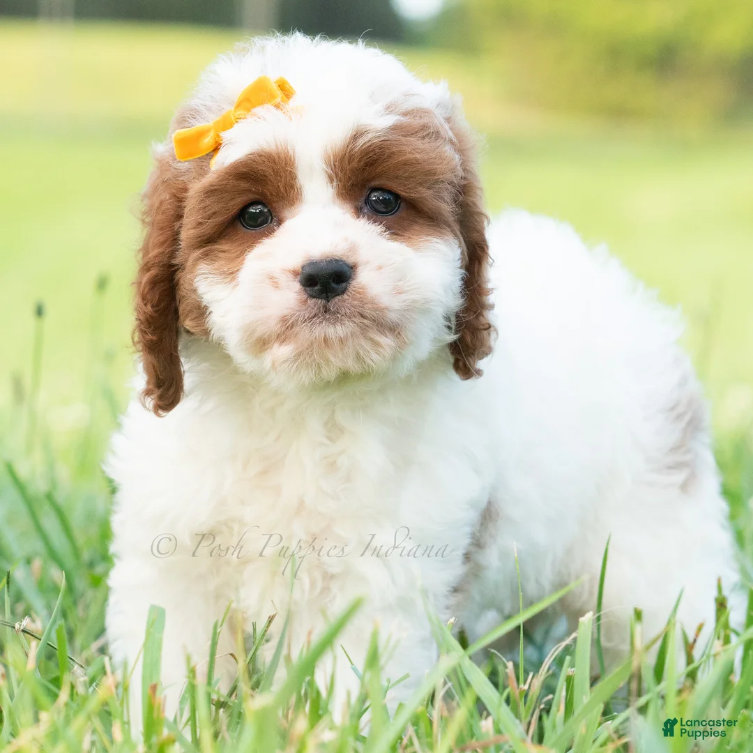 Cavapoo dogs for sale: Toby - Ad 6