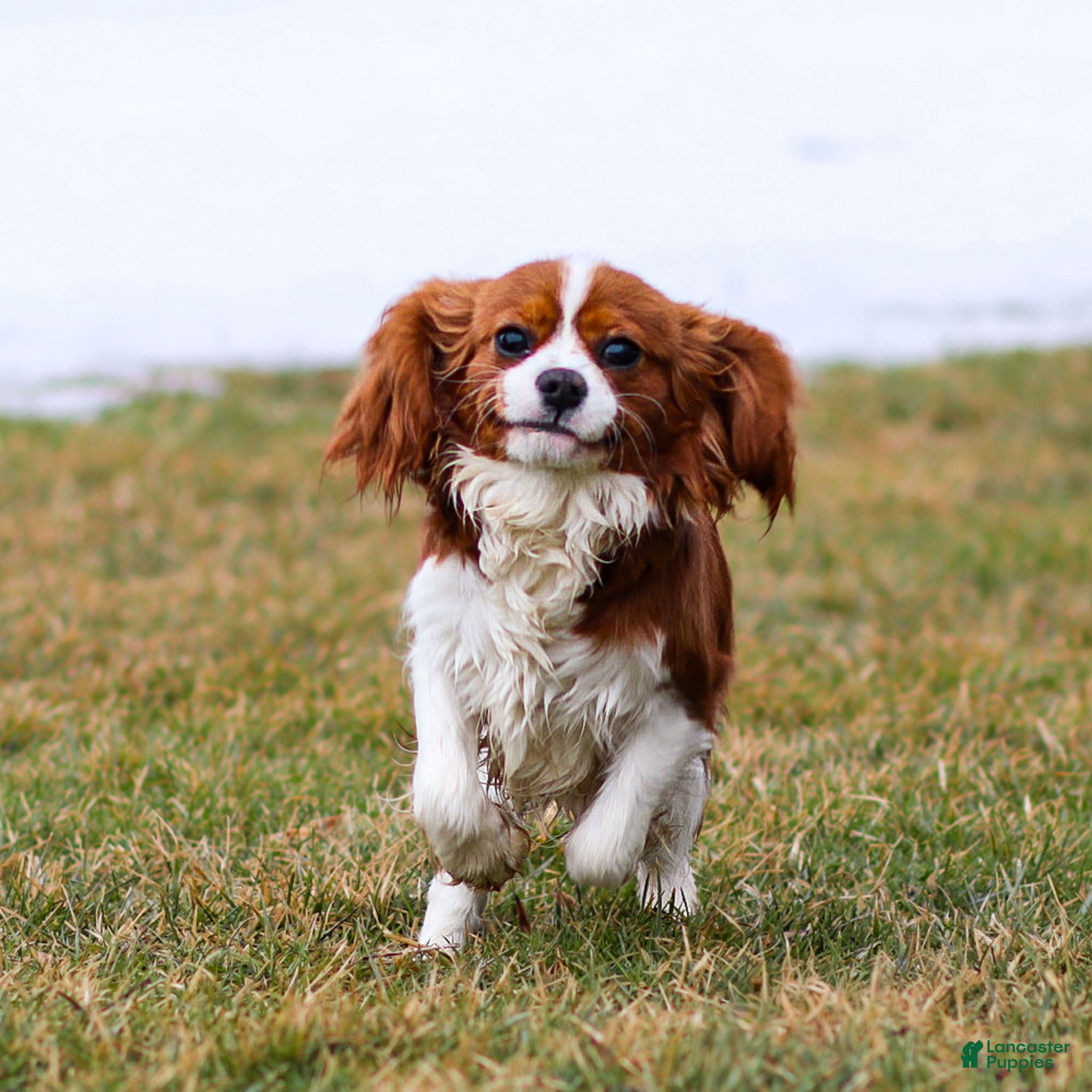 Cavalier King Charles Spaniel dogs Teddy - Ad 1