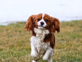 Cavalier King Charles Spaniel dogs for sale: Teddy - Ad 3