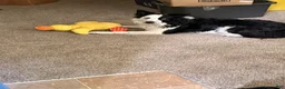 Border Collie dogs for sale: Border Collie 5 - Ad 9