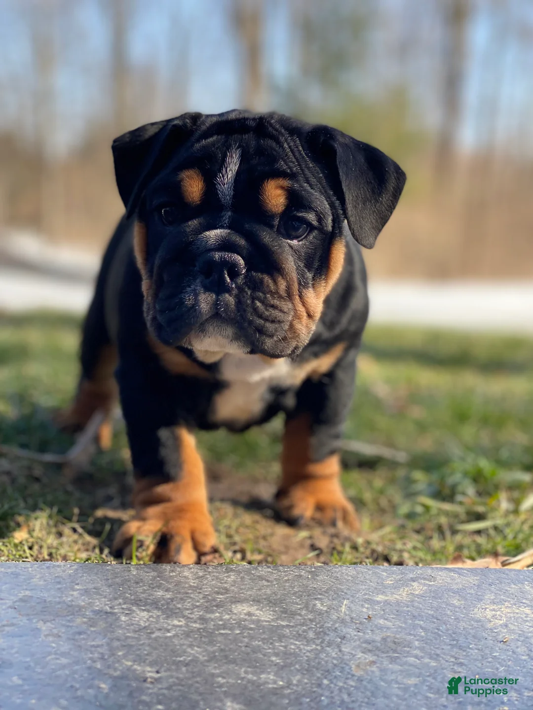 English Bulldog dogs for sale: Sweetheart  - Ad 1