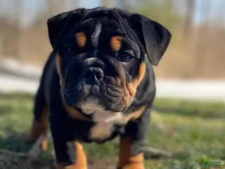 English Bulldog dogs Sweetheart - Ad 42