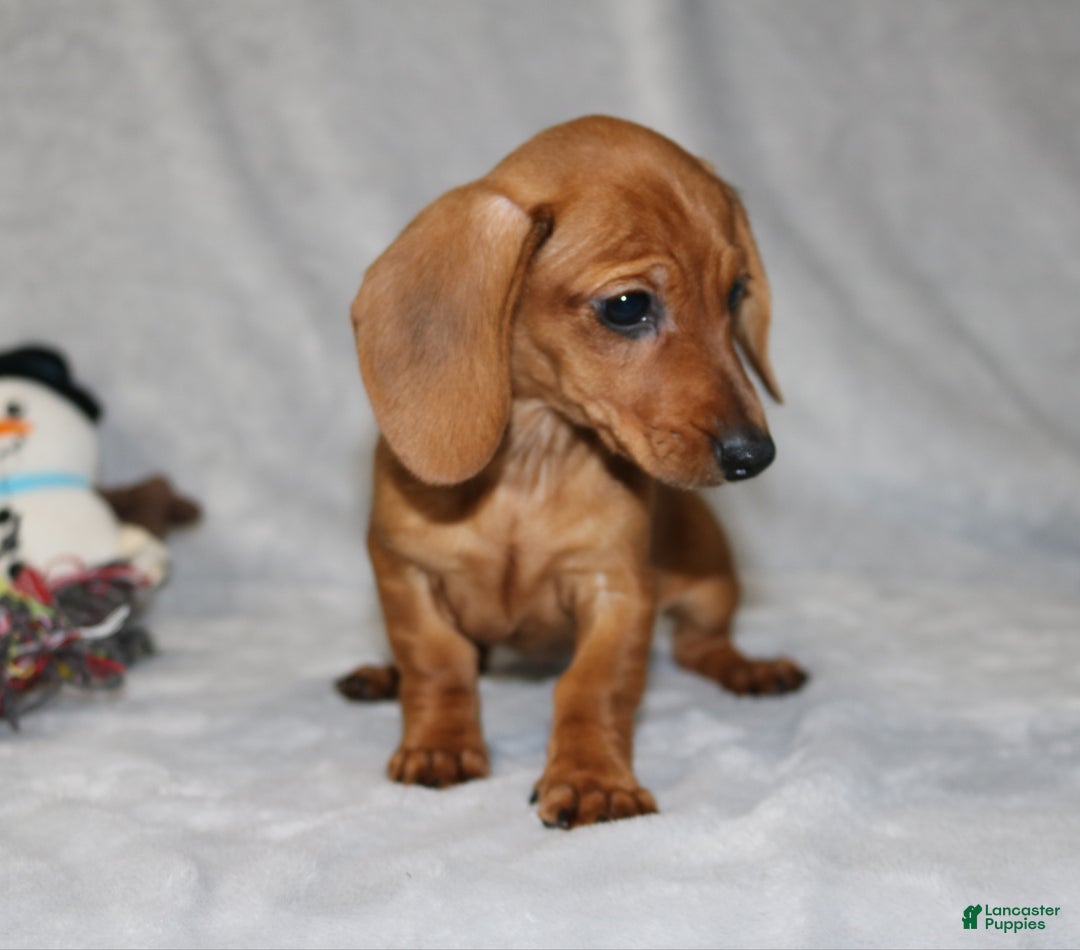 Miniature Dachshund dogs for sale: Chole - Ad 30
