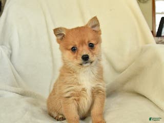 Mixed Breed dogs Fern - Ad 18