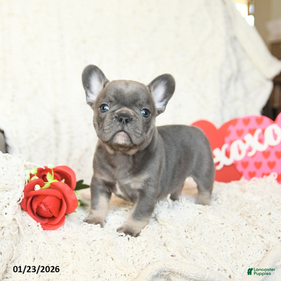French Bulldog dogs for sale: Bonbon - Ad 1