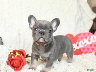 French Bulldog dogs Bonbon - Ad 13