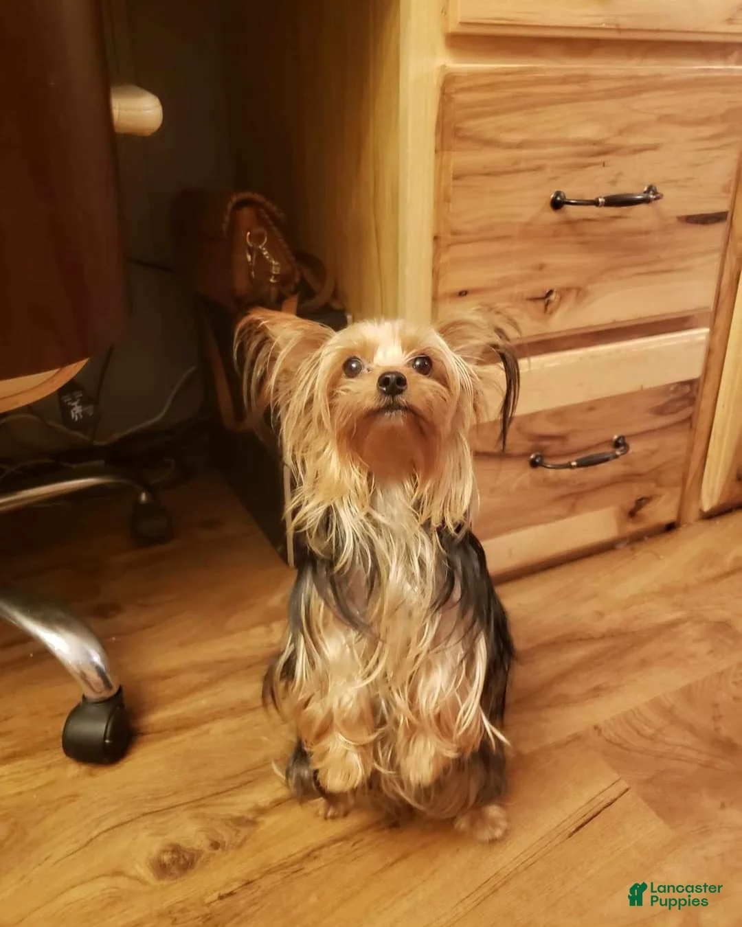 Yorkshire Terrier dogs for sale: Yorkshire Terrier Puppy 3 - Ad 5