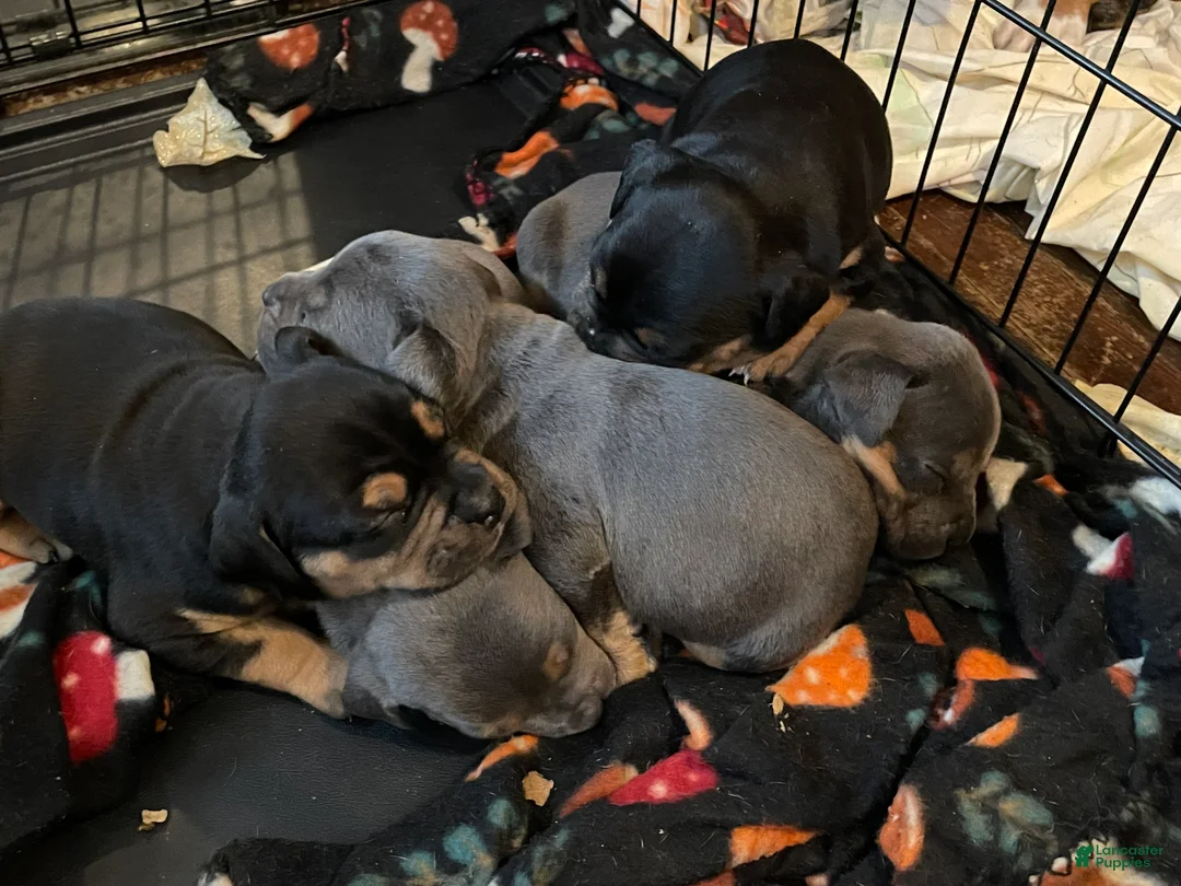 American Bully dogs for sale: American Bully Puppy 4 - Ad 10