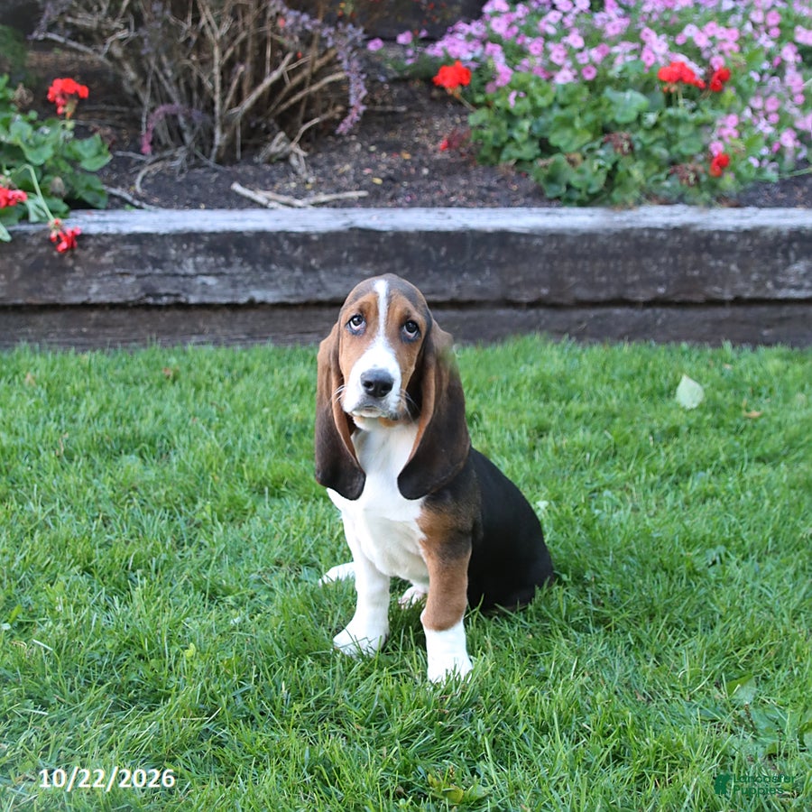Basset Hound dogs for sale: Crystal - Ad 2