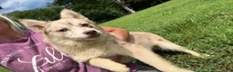 Pomsky dogs for sale: Lynn - Ad 11