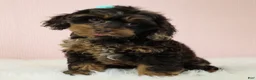 Cockapoo dogs for sale: Magdalena 🍓 - Ad 4