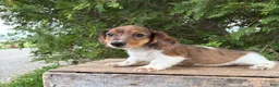 Dachshund dogs for sale: Wallen - Ad 3
