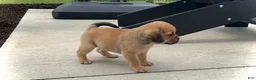 Puggle dogs for sale: Puggle 5 - Ad 3