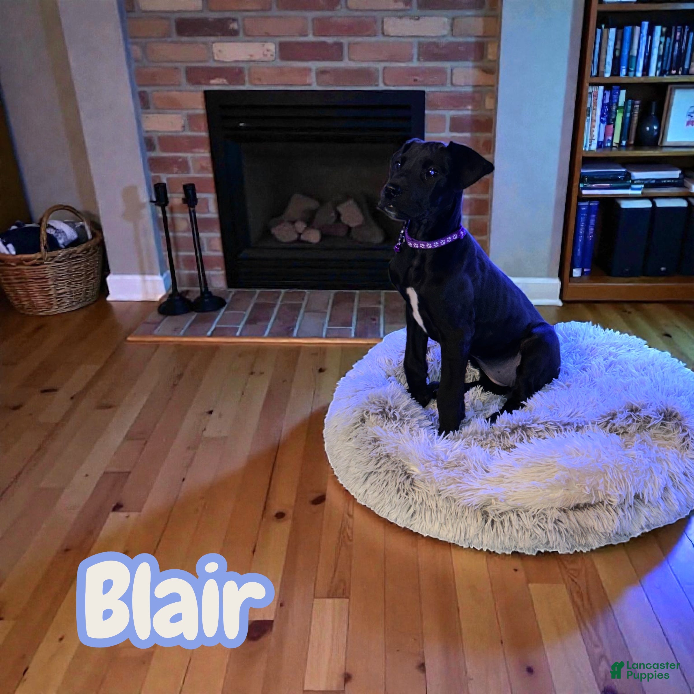 Great Dane dogs Blair - Ad 3