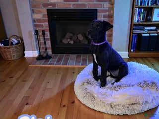 Great Dane dogs Blair - Ad 1