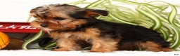Yorkshire Terrier dogs for sale: Apollo - Ad 2
