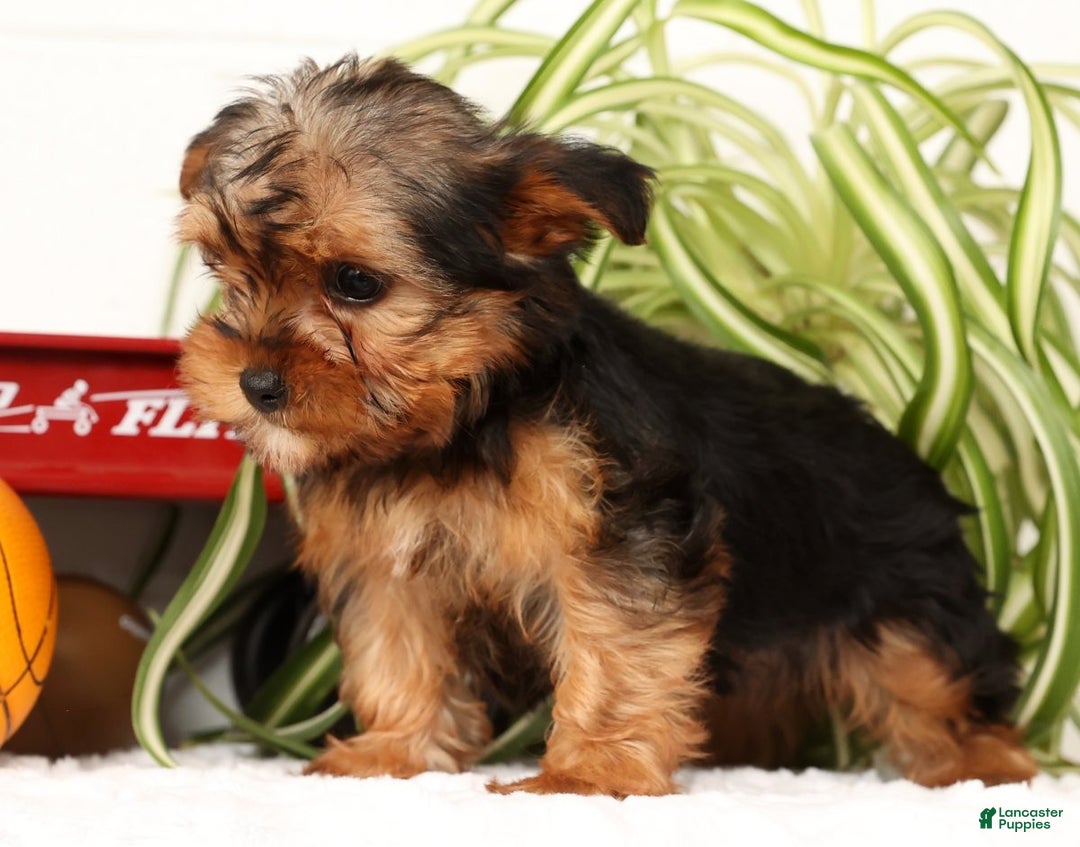 Yorkshire Terrier dogs for sale: Apollo - Ad 2