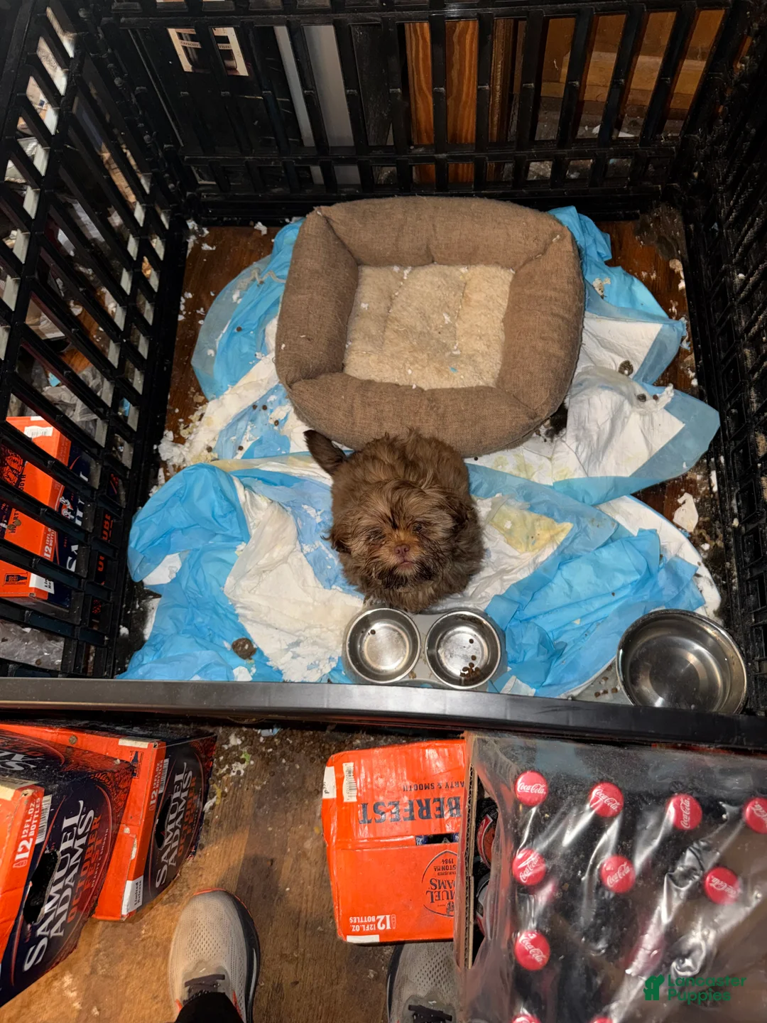 Shih Tzu dogs for sale: Shih Tzu Puppy 2 - Ad 1