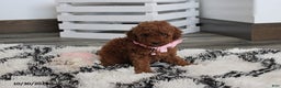 Toy Poodle dogs for sale: Pearl - Ad 7