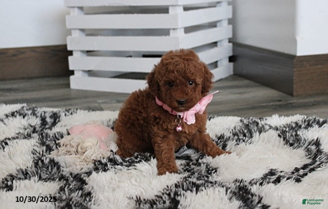Toy Poodle dogs for sale: Pearl - Ad 7