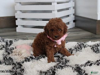 Toy Poodle dogs - Ad 20